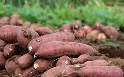 70 vùng trồng khoai lang của Việt Nam đủ điều kiện xuất sang Trung Quốc
