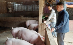 Nuôi lợn, trồng rừng, mô hình thoát nghèo, vươn lên làm giàu của một ông nông dân Hà Giang