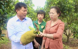Phó Chủ tịch TƯ Hội NDVN Bùi Thị Thơm ấn tượng với mô hình cây ăn quả ở Quảng Bình