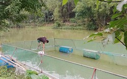 Loài cá nheo Mỹ thịt ngon, dễ bán, tỉnh Lạng Sơn tiếp tục mở rộng dự án nuôi trong lồng bè