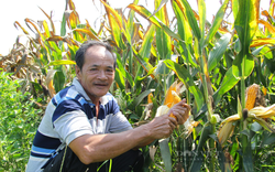 Ở cánh đồng trồng ngô lớn nhất tỉnh Ninh Thuận, nông dân không lo "được mùa mất giá" vì doanh nghiệp thu mua hết