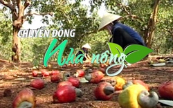 Chuyển động Nhà nông 19/4: “Thủ phủ” trồng điều Bình Phước trong nỗi lo mất mùa, rớt giá