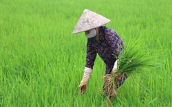 Nông dân Nam Định rốt ráo tiêu diệt lúa cỏ trên đồng