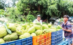 Trung Quốc mua nhiều, loại quả ngon này ở ĐBSCL tăng giá tốt, nông dân Cần Thơ hái chất đầy thùng