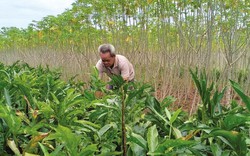 Trồng rau dại bán đắt hàng, một ông nông dân ngoại thành TP HCM thu nửa tỷ đồng