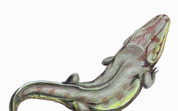 Phát hiện dấu chân của sinh vật khổng lồ xuất hiện trước cả khủng long