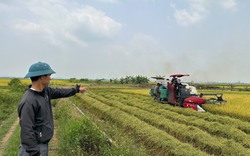 Vì sao hơn 200 ha lúa ở vựa lúa lớn nhất tỉnh Đắk Nông bị nghẽn bông, lép hạt?