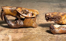 Các nhà khoa học Texas phát hiện loài hải ly cổ đại mới