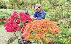 Kinh tế hoa kiểng Việt Nam, nhiều mô hình đạt doanh thu từ 800 triệu đồng đến 2,5 tỉ đồng/ha