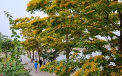 Quảng Nam: Lễ hội “Tam Kỳ - Mùa hoa sưa năm 2023” tạo điểm nhấn phát triển du lịch 