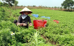 Trồng thứ rau ăn bổ dưỡng, chữa nhiều bệnh, bán sang nước ngoài, nông dân Nam Định cắt là hết sạch