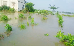 Hơn 17ha vườn cây ăn trái bị ngập nước sau sự cố sạt lở đê bao ở Vĩnh Long