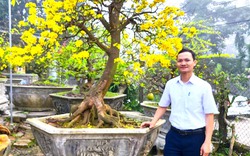 Trồng 186 cây Hoàng Mai ở Huế tham gia phong trào "Mai vàng trước ngõ"