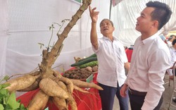 Chùm củ sắn "đột biến" bất ngờ, nặng 60 kg ở Ninh Bình