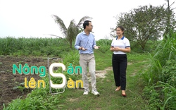 NÔNG SẢN LÊN SÀN: Về Hà Nam tìm dòng sữa ngọt lành