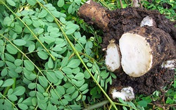 Loại rau bổ ngang bổ dọc, tốt cho người bị gout và xương khớp, trồng được cả ở nơi đất xấu cằn cỗi