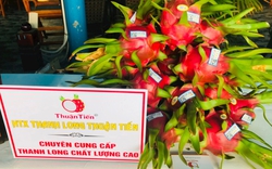 HTX Thuận Tiến ở Bình Thuận với hành trình bán trái thanh long GlobalGAP sang châu Âu, châu Úc