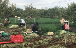 Chuyện lạ Lâm Đồng, ở nơi này, một ông nông dân trồng rau để "nuôi cây tiền tỷ"