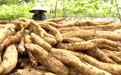 Trồng loại dây leo từ củ tới lá là vị thuốc, ông nông dân Tây Ninh hễ đào lên là bán hết sạch