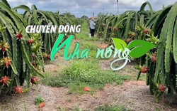 Chuyển động Nhà nông 24/4: Bình Thuận có 123 héc ta thanh long hữu cơ đạt tiêu chuẩn nước ngoài