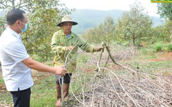 Giá mít tăng mạnh, vì sao vẫn nhiều nông dân ở Đắk Nông vẫn chặt mít trồng sầu riêng?
