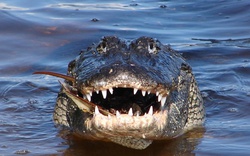 Chi tiết mới đầy bi thảm vụ thi thể bé trai Mỹ được phát hiện trong hàm cá sấu