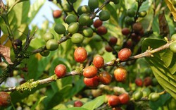 Giá cà phê Robusta tăng vọt, giá cà phê nội cũng đồng loạt đi lên