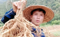 Trồng thứ cây tới kỳ nhổ lên một chùm củ "khủng" bổ thận tráng dương, nông dân Phú Thọ trúng lớn