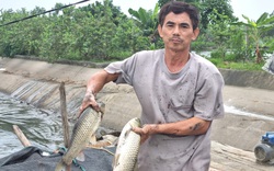 Một Hợp tác xã nuôi cá kiểu 4.0 ở Ninh Bình có doanh thu 20 tỷ đồng/năm