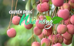 Chuyển động Nhà nông 26/4: Bắc Giang phấn đấu xuất khẩu 1.500 tấn vải thiều sang Hoa Kỳ