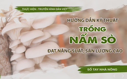 SỔ TAY NHÀ NÔNG: Hướng dẫn kỹ thuật trồng nấm sò cho sản lượng cao