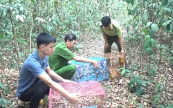 Clip: Giải cứu hàng trăm cá thể động vật quý hiếm suýt bị đưa lên bàn ăn, thả về tự nhiên