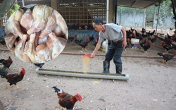 Giá gia cầm hôm nay 27/4: Người nuôi gà, vịt liên tục thua lỗ, Việt Nam vẫn ồ ạt nhập khẩu thịt gia cầm