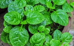 6 loại rau nhặt lá xong nhớ giữ lại cành, đem cắm xuống đất quanh năm có rau sạch ăn