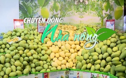 Chuyển động Nhà nông 28/4: Hôm nay khai mạc Lễ hội Xoài Đồng Tháp 2023