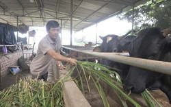 Nuôi giống bò "siêu to khổng lồ", chăm thì nhàn thôi, một nông dân ở Quảng Nam lãi lớn