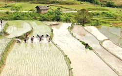  Lấp lánh Sa Pa mùa nước đổ