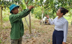 Sử dụng vốn vay Agribank Mường La hiệu quả, người dân có thu nhập khá