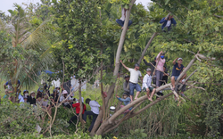 Người dân trèo cây xem giải đua thuyền Mùa hoa sưa ở Quảng Nam
