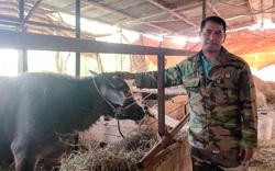 Nông dân giỏi người K’Ho ở Lâm Đồng làm giàu nhờ nuôi trâu dưới chân núi Lang Biang