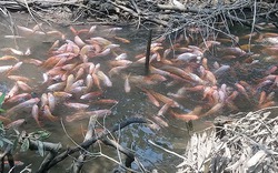 Đồng Tháp: Đàn cá diêu hồng hàng trăm con rực màu tung tăng bơi lượn nhưng chỉ bám trụ ở một đoạn rạch