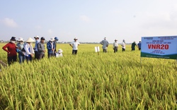 Bộ tứ lúa giống của Vinaseed “tỏa sáng” rực rỡ trên nhiều chân đất, nông dân xứ Quảng mê mẩn