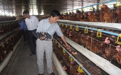 Nông dân Thái Bình sung túc với mô hình chăn nuôi này, nhờ được tiếp vốn đầu tư từ Ngân hàng CSXH