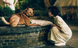 "Hachiko" phiên bản Trung Quốc khiến giới trẻ "sợ" nuôi thú cưng?