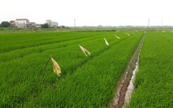 Nam Định: Khẩn trương phòng trừ sâu bệnh gây hại lúa xuân
