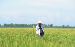 Khánh Hòa: Chi tiết chỉ tiêu chuyển đổi 339,5 ha từ đất lúa sang trồng cây hàng năm khác