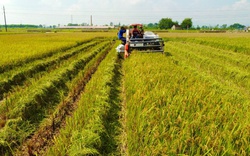 VietinBank ưu đãi lãi suất trong lĩnh vực nông nghiệp