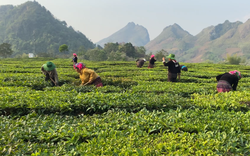 Liên kết sản xuất khép kín giúp nông dân trồng chè ở Lai Châu tăng thu nhập hẳn lên