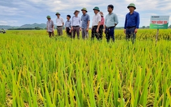 Một hợp tác xã ở Thái Bình trồng lúa hữu cơ, giá trị tăng 200%, tôm, cua, cá bơi đầy đồng 