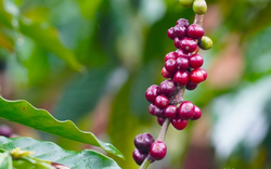 Giá Robusta tăng vững, Arabica đảo chiều, cà phê nội tăng giá tiếp